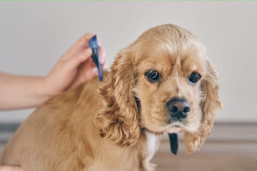 the dog is treated with a flea remedy. The dog is dripped on the withers with a parasite remedy