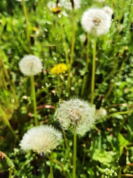 Top view of a common dandelion Taraxacum officinale, a flowering herbaceous perennial plant of the family Asteraceae. The round ball of silver tufted fruits is called a blowball or clock