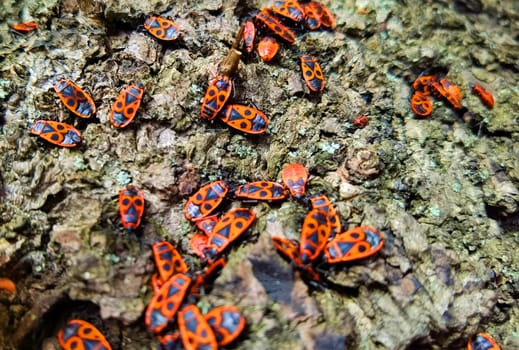 Colorful closeup on an aggregation of copulating firebugs , Pyrrhocoris apterus on a bark of a tree in the springtime.
