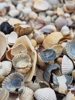 Natural Shell background, texture. Many seashells top view. Shallow dof.