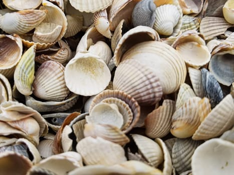 Natural Shell background, texture. Many seashells top view. Shallow dof.