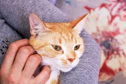 Hand stroking a red cat close up at home