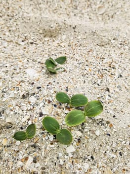 Green sprouts. Strong green sprouts. A young sprouts has sprouted in the sand on the beach. Strong growth. Life on the planet. Shallow dof