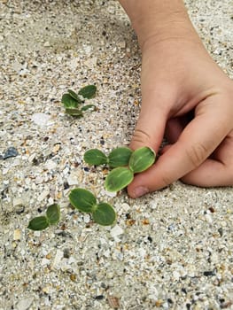 Green sprout in children hand. Shallow dof