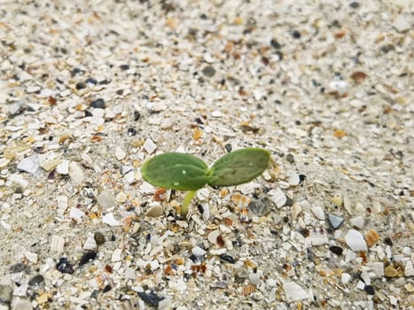 Green sprout. One strong green sprout. A young sprout has sprouted in the sand on the beach. Strong growth. Life on the planet. Shallow dof