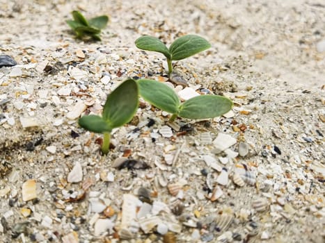 Green sprouts. Strong green sprouts. A young sprouts has sprouted in the sand on the beach. Strong growth. Life on the planet. Shallow dof