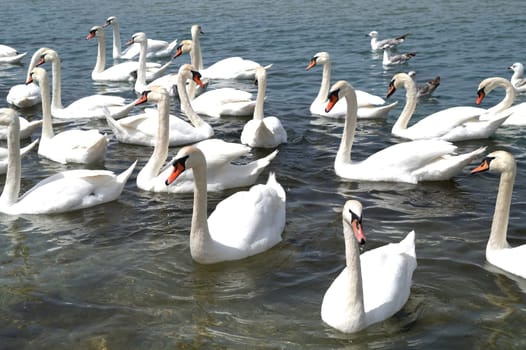 A flock of Whooper swan and ducks wintering on the thermal lake