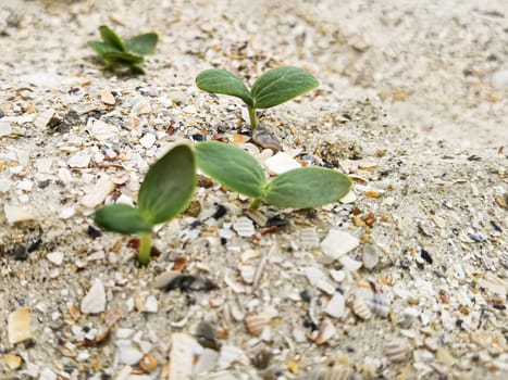 Green sprouts. Strong green sprouts. A young sprouts has sprouted in the sand on the beach. Strong growth. Life on the planet. Shallow dof