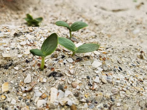 Green sprouts. Strong green sprouts. A young sprouts has sprouted in the sand on the beach. Strong growth. Life on the planet. Shallow dof