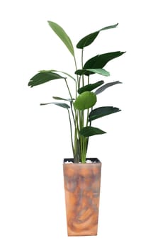 Large indoor plant Strelitzia in a gilded decorated pot for the interior isolated on white.