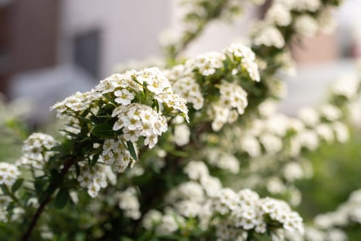 Blooming white flowers of spirea in summer garden, selective soft focus.