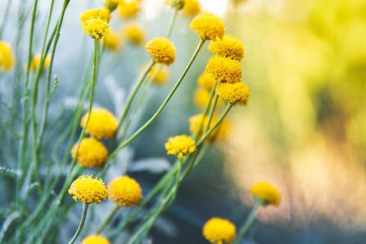 Fresh summer yellow flowers in the garden background.