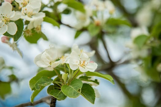 Close-up of fruit white flowers tree leaves in sping time.