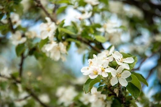 Blossoming of apple, cherry and other fruit trees in spring season.