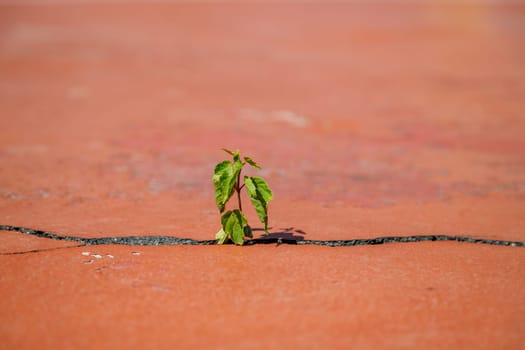 A small green and strong sprout with great vitality grows through a crack in the asphalt.