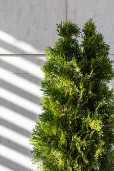 Thuja in the backyard against the background of a white stone wall with sunbeams, vertical.