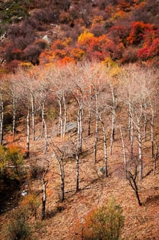 Autumn vertical landscape with colorful foliage on trees and bare birches.