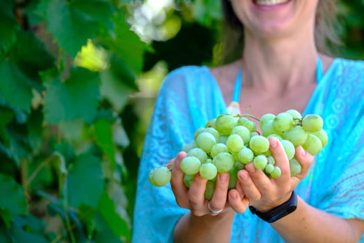 Happy Woman holding green grapes. Hands with cluster of white grapes, farming and wine-making concept, Italian Grape Harvest, Prosecco Wine. download photo