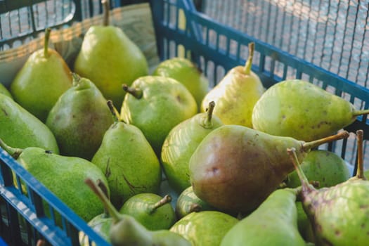 Pears in a basket, Large Group, Background. download photo