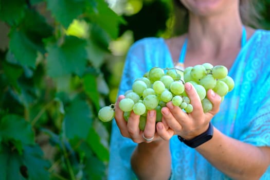 The young woman shows a heap of white grapes harvested by herself in a white grapes vineyard. biological concept id , organic food and fine wine handmade. download photo