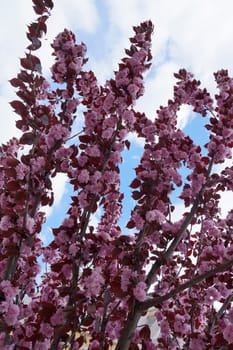 Raspberry Chinese or Cercis chinensis. Pink flowering branches against the blue sky.