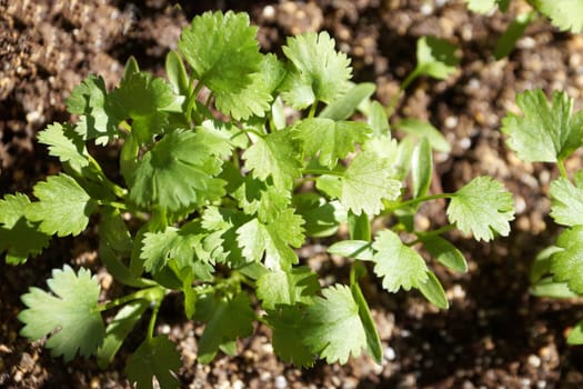 Young leaves of cilantro on a garden bed in sunlight close-up