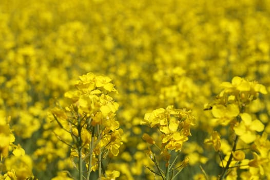 Blooming rapeseed closeup for yellow floral background.