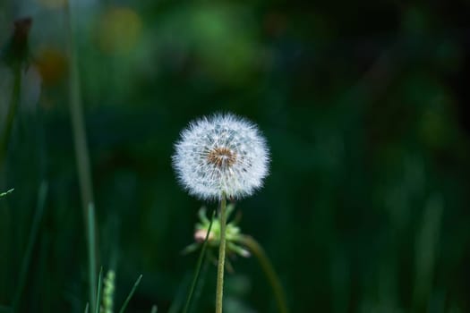 Closed dandelion bud. White dandelion flowers in green grass. High-quality photography