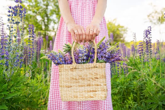 A beautiful young girl in a long dress, with a bouquet of purple flowers in her hands and a basket. Beautiful woman in summer in a blooming field with a bouquet of purple lupins