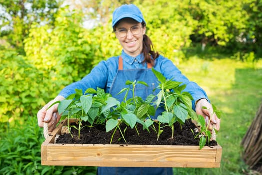 Freshly planted pepper seedlings on a wooden tray. Preparing for planting, the farmer holds in his hands with seedlings and smiles