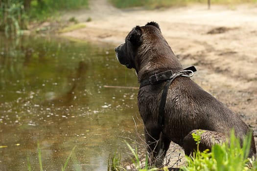 Animals. A large black dog of the Alabai breed sits wet in the river in the forest and waits for its owner. horizontal