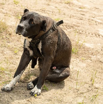 Animals. A large black dog of the Alabai breed sits wet on the dirty sand near the river and waits for its owner. vertical