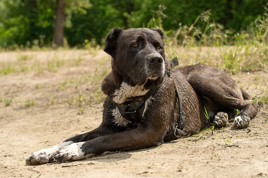 Animals. A large black dog of the Alabai breed lies wet on the dirty sand near the river in the forest and is waiting for its owner. horizontal