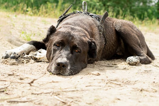 Animals. A large black dog of the Alabai breed lies wet on the dirty sand near the river in the forest and is waiting for its owner. horizontal