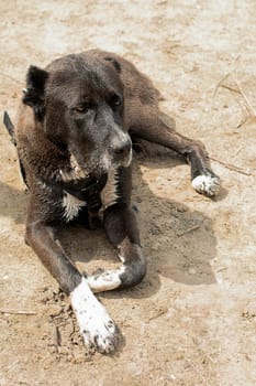 Animals. A large black dog of the Alabai breed lies wet on the dirty sand near the river in the forest and is waiting for its owner. vertical