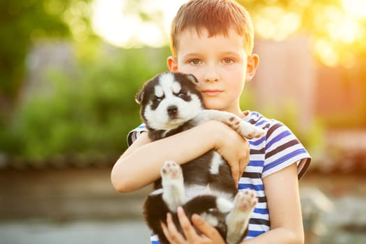 The boy with his favorite four-legged friend. Puppy in the hands of a child. A cute kid hugging husky puppy.