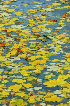 Yellow leaves on the surface of the water in the lake, Uman