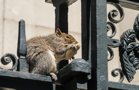 Small english gray squirrel nibbling bread on ironwork fence surrounding church in London