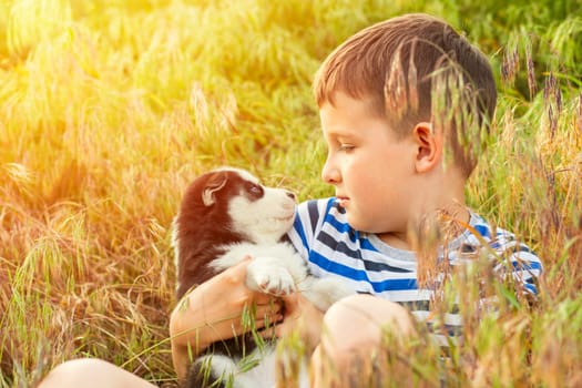 The boy with his favorite four-legged friend. Puppy in the hands of a child. A cute kid hugging husky puppy.