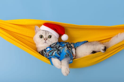 adorable white british cat in a blue shirt and a red Santa Claus hat, lying in a yellow fabric hammock, isolated on a blue background, looking at the camera. Copy space