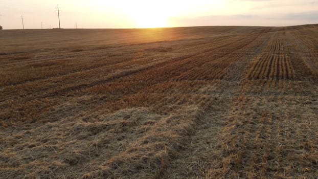 Flying over mowed wheat stalks at sunset dawn in summer. Sunset sun on the horizon. Straw stacks. Field yellow dry stems from mowed harvested wheat. Agricultural agrarian. Harvest harvesting hayfield