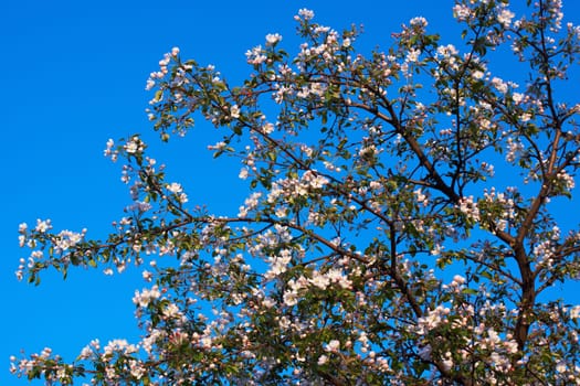 apple blossom, a blooming apple tree on a blue sky background. White flowers bloom in spring. Background with flowers.ssom in the garden against the blue sky