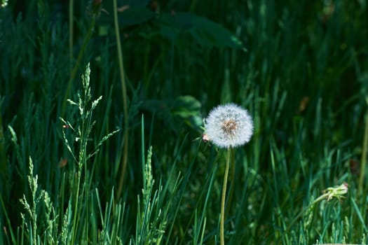 Closed dandelion bud. White dandelion flowers in green grass. High-quality photography