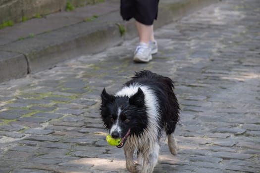 Playful, wet border collie carrying a tennis ball in its mouth walking in front of its owner down a cobblestone walkway to a river. The owner's feet are wearing tennis shoes.