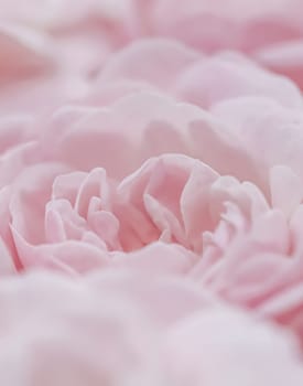 Pale pink roses. Soft focus. Macro flowers background for holiday brand design.
