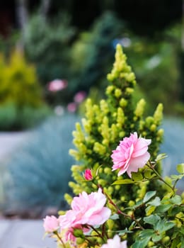 Pink roses on a background of green spruce and blue lavender in the garden. Landscape design concept