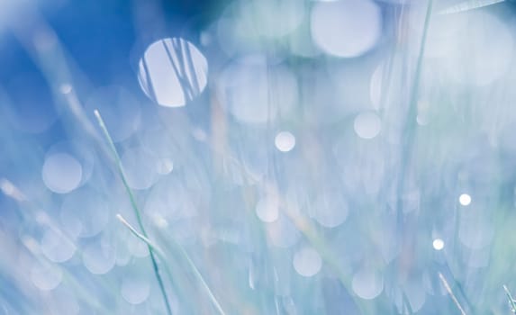 Soft focus ornamental grass with water drop. Blurred blue background