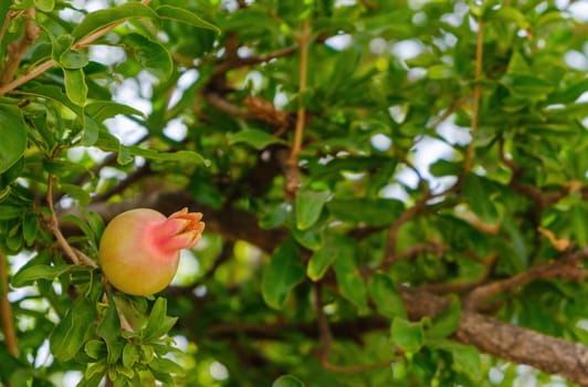 Pomegranate Fruit on Tree Branch. The Foliage on the Background.