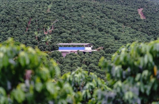 A green landscape with endless rows of coffee trees leading to a coffee house in the mountains.