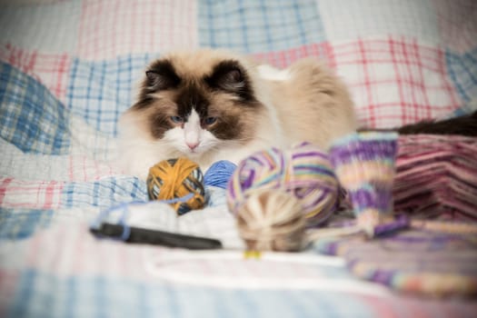 Colored threads, knitting needles and other items for hand knitting and a cute domestic cat Ragdoll on the bed.